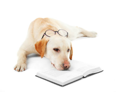 The Dog Days Of Summer Bookkeeping Tune Up
